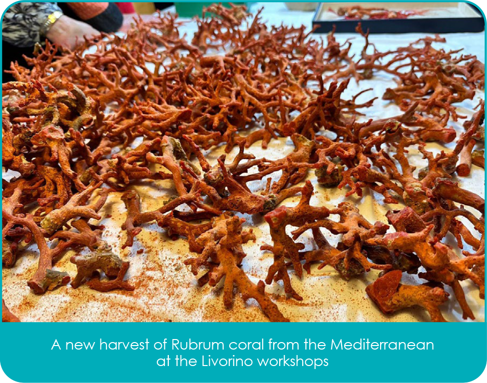 Rubrum Coral