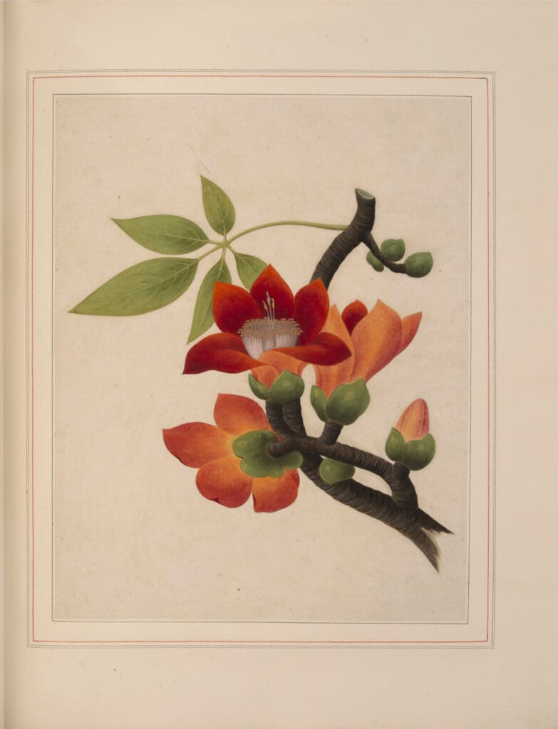 Shapero Rare Books presents a beautiful Chinese album of watercolours of flowers and fruit from around 1800 for £150,000. It once belonged to the Duke of Marlborough, a passionate botanist.