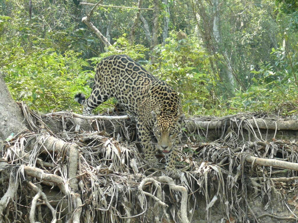 Being eyeballed by a Jaguar on the banks of the Cuiaba River in the Pantanal, Brazil